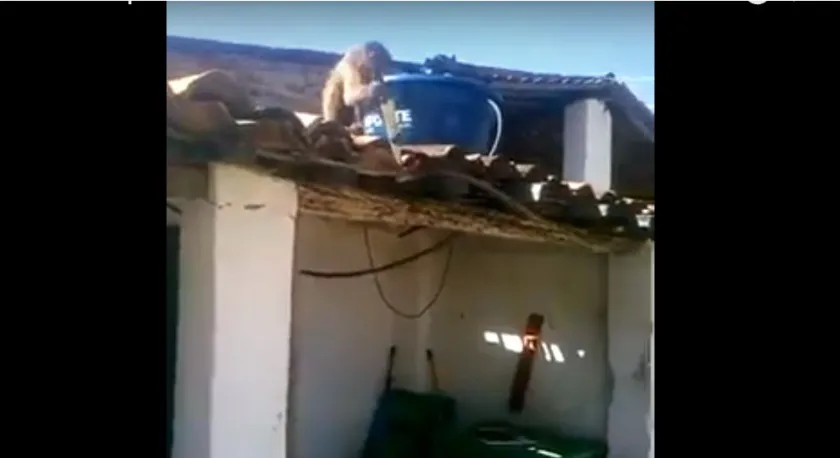 ‘TEJE PRESO’: Macaco bêbado ameaça pessoas com peixeira é detido, mas consegue ‘habeas corpus’; Veja vídeo