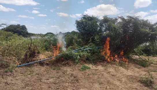 PM elimina 13 mil pés de maconha em povoado no interior da Bahia