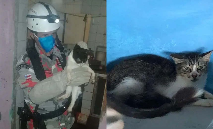 Cerca de 12 gatos são resgatados de casa abandonada; 25 são encontrados mortos
