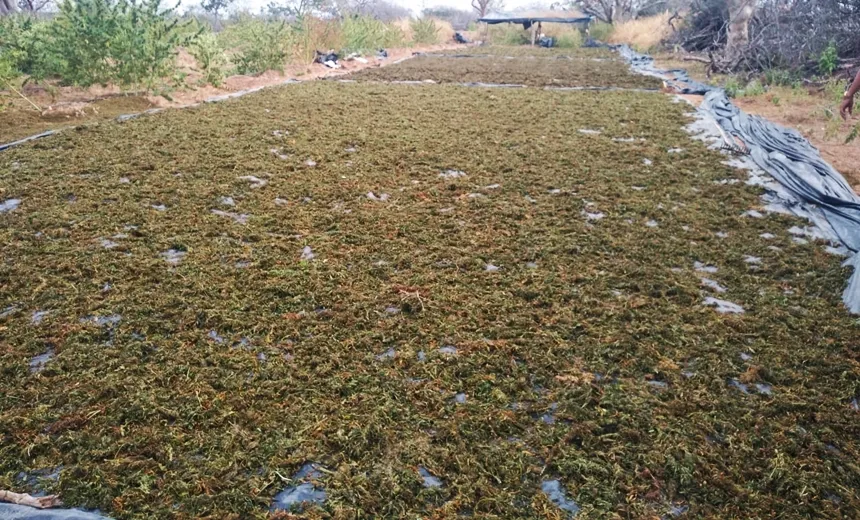 Três toneladas de maconha são apreendidas em plantação na Bahia
