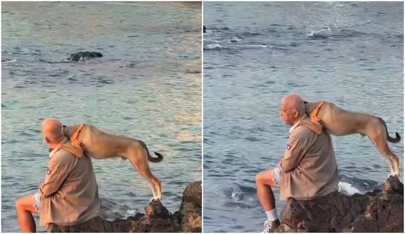 Cachorro curte praia com tutor e vídeo viraliza: 'Minha Bahia é linda'