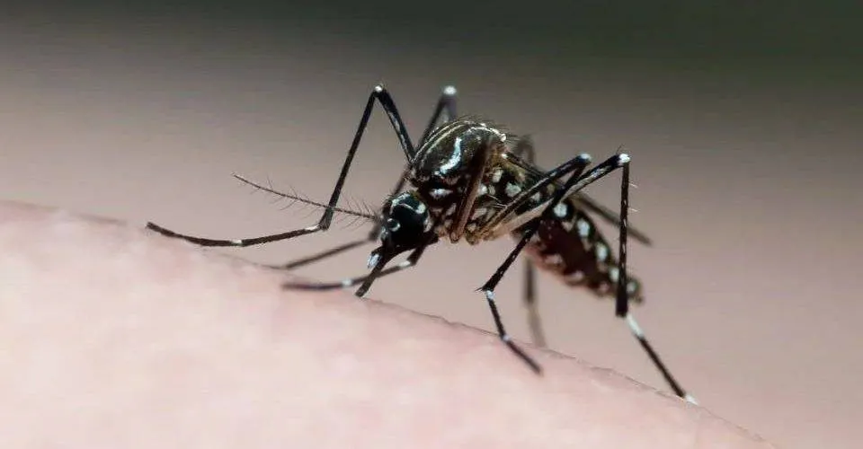 Brasil ultrapassa marca de 5 mil mortes por dengue