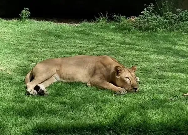 A leoa que atacou e matou o jovem Gerson de Melo Machado no Parque Arruda Câmara, em João Pessoa, não será sacrificada. | Foto: Reprodução/PMJP