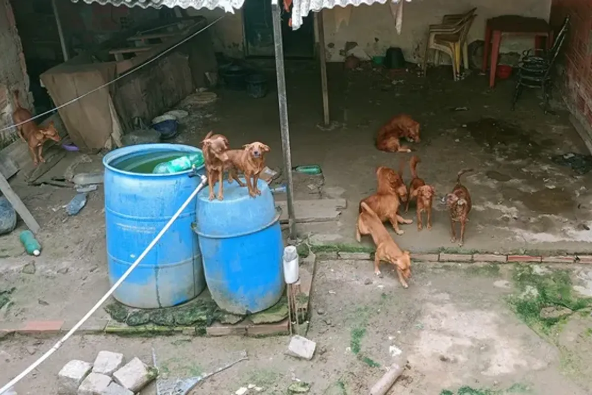 Treze c&atilde;es s&atilde;o resgatados. Foto: Divulga&ccedil;&atilde;o | PC