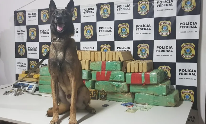 Ação conjunta da SSP e PF apreende 160 kg de maconha, em Santo Estevão