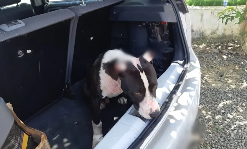 Polícia resgata cachorro vítima de maus-tratos enquanto é transportado no porta-malas de carro