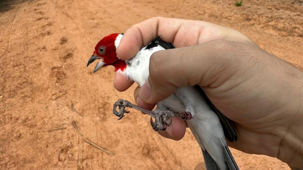 Mais De 100 Aves Silvestres São Reintegradas À Natureza Na Bahia