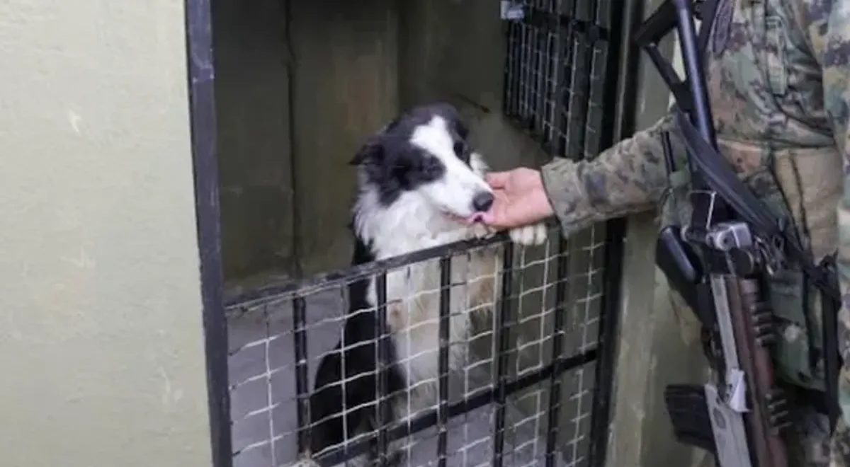 Brigada K9 (2)