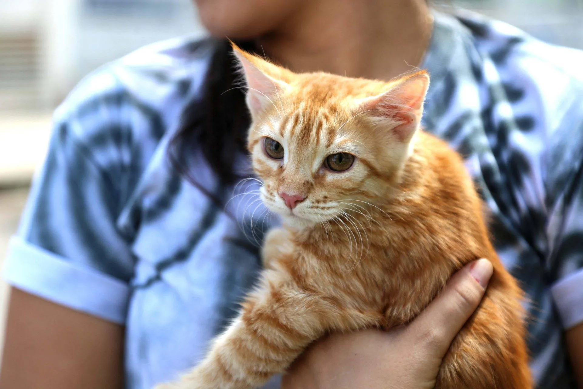 Secretaria municipal realiza castração gratuita de cães e gatos no bairro de Pirajá
