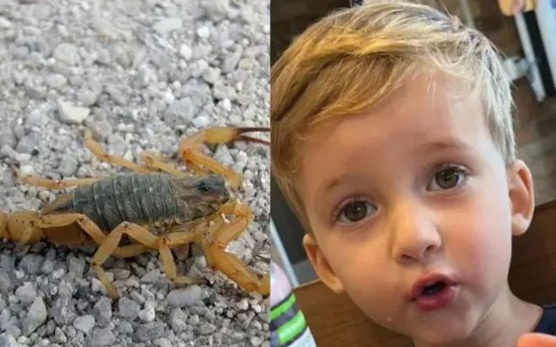 Crian&ccedil;as e idosos s&atilde;o os mais vulner&aacute;veis a acidentes com escorpi&otilde;es, devido ao menor peso corporal e maior sensibilidade ao veneno/Foto: Redes Sociais/Reprodu&ccedil;&atilde;o&nbsp;