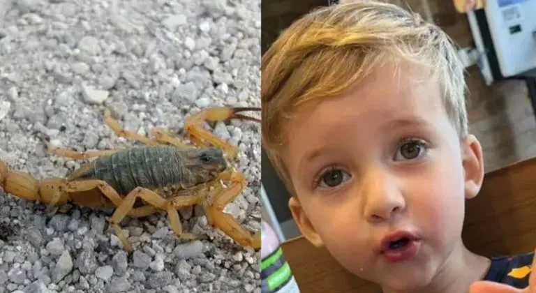 Criança de 3 anos morre após picada de escorpião: 'Ele gritava de dor'
