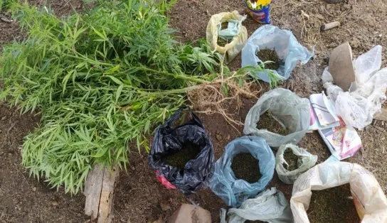O sítio do vovô tá diferente: idoso é preso com plantação de mil pés de maconha 