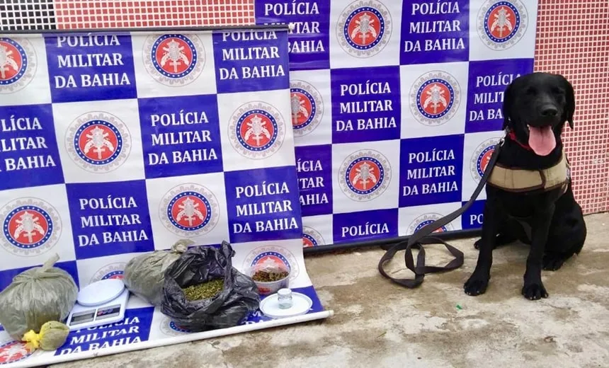 Cadela ajuda a prender suspeitos de tráfico de drogas em Paulo Afonso