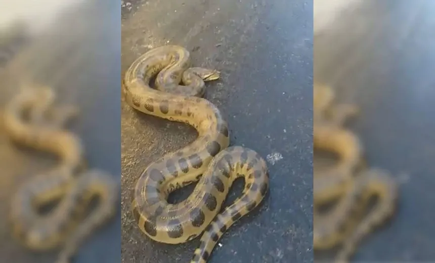 Vídeo mostra momento em que morador encontra cobra sucuri na porta de casa em Simões Filho