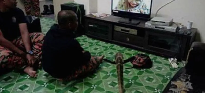 SÉRIO ISSO?: Homem casa com cobra que acredita ser a reencarnação de sua namorada