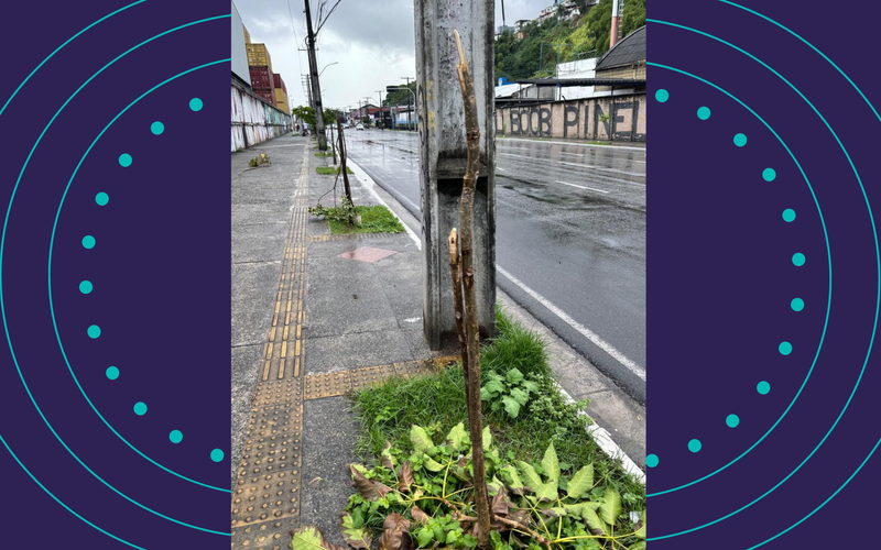 Dados do Instituto Brasileiro de Florestas indicam que árvores urbanas podem aumentar em até 15% a umidade do ar, reduzindo desconforto térmico/Foto: Divulgação