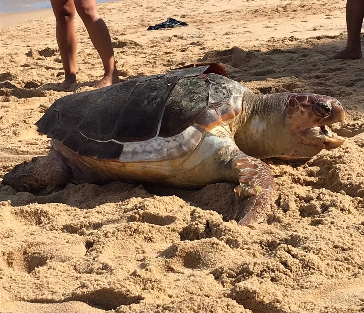 Tartaruga é encontrada morta na região do Porto da Barra, em Salvador