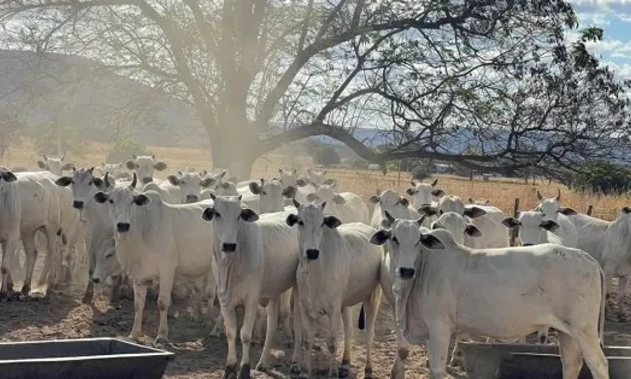 Foto: Divulga&ccedil;&atilde;o/Boi Dourado