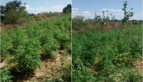 Polícia acha roça com 20 mil pés de maconha irrigada com águas do Rio São Francisco na Bahia