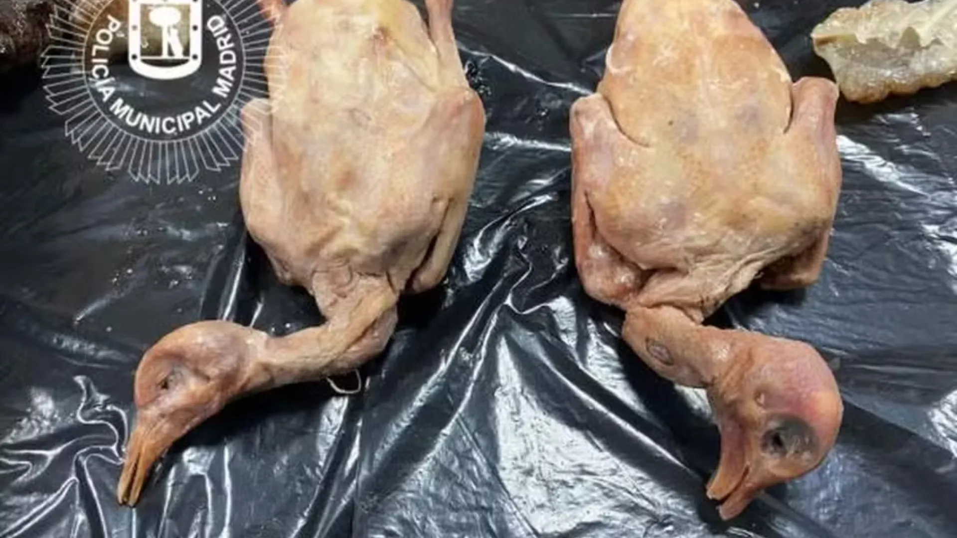 Carne de pombo