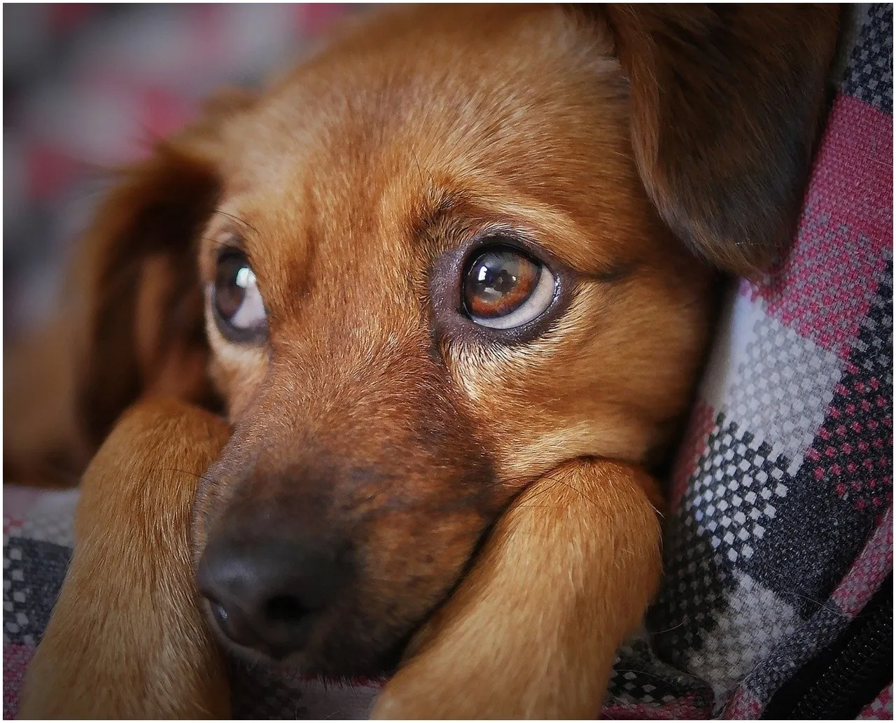 Animais podem sofrer com onda de calor, alertam especialistas; veja dicas de como cuidar dos pets