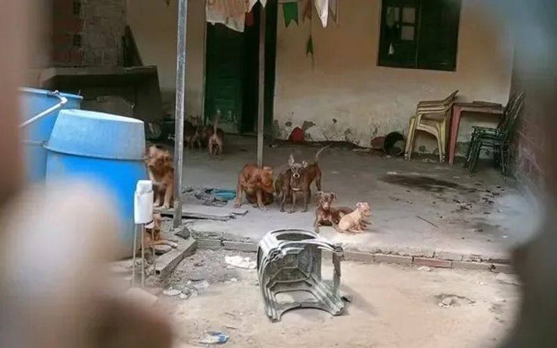 No bairro Tomba, entretanto, os policiais identificaram uma situa&ccedil;&atilde;o considerada grave de abandono e maus-tratos/Foto: Redes Sociais&nbsp;