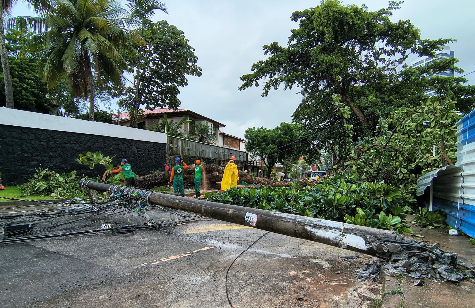 Queda de &Aacute;rvore no Caminho das &Aacute;rvores, em Salvador. Foto: Raimundo Carvalho | TV Aratu