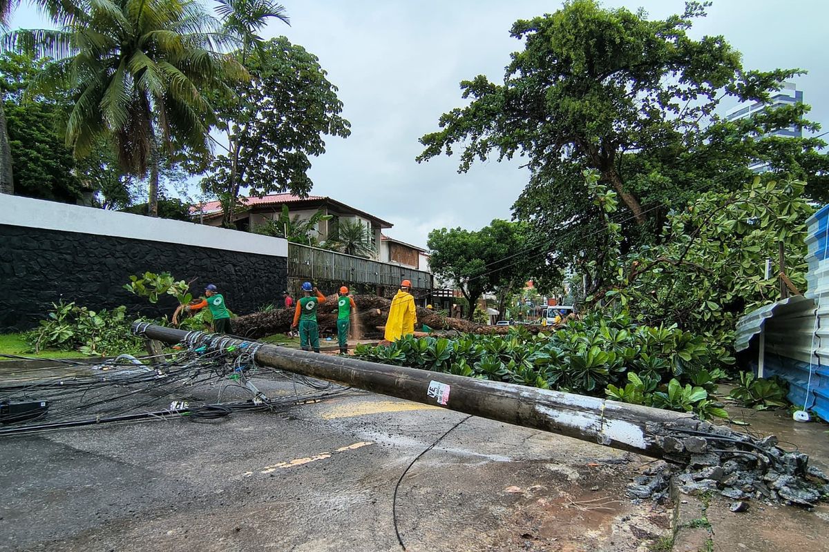 Queda de &Aacute;rvore no Caminho das &Aacute;rvores, em Salvador. Foto: Raimundo Carvalho | TV Aratu