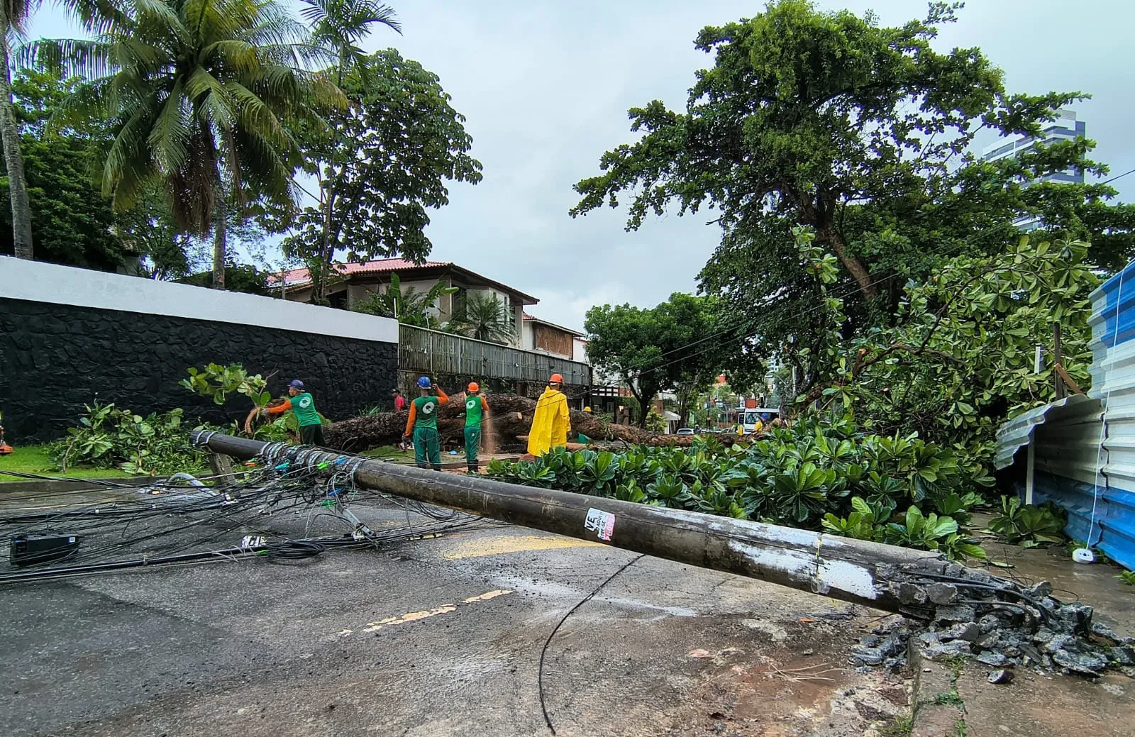 Ventos fortes derrubam árvore no Caminho das Árvores, em Salvador