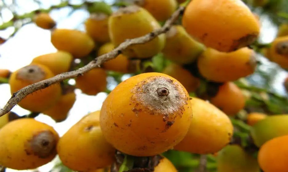 Licuri