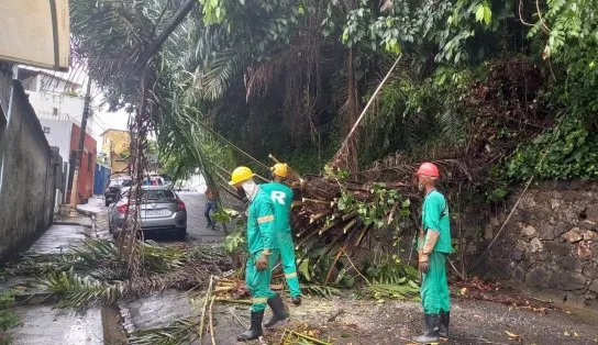 Morro do Gavazza: com impacto da chuva, árvore cai e interdita trânsito na Barra