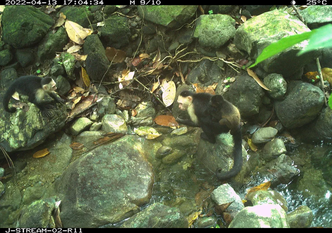 Filhote de macaco bugio nas sequestrado por macaco-prego no Panamá. Foto: Brendan Barrett/Max Planck Institute of Animal Behavior
