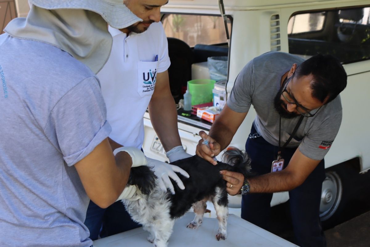 No pen&uacute;ltimo final de semana da campanha, confira onde imunizar c&atilde;es e gatos com a vacina antirr&aacute;bica em Salvador. Foto: Secom PMS