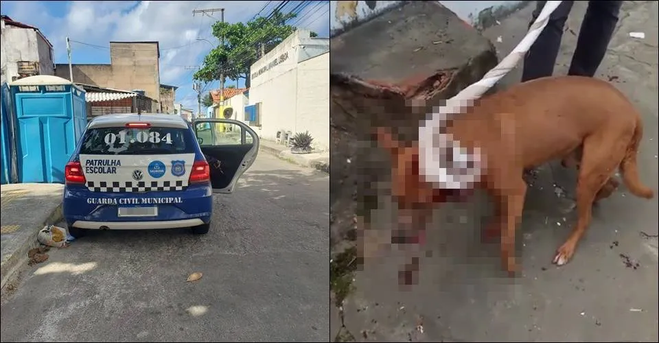 Denúncia: homem acusa guarda municipal de Salvador de atirar contra cachorro sem motivo