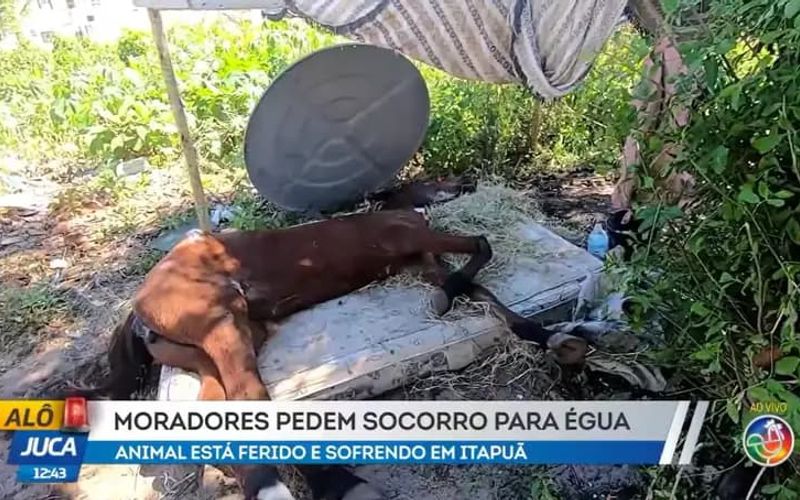 &Eacute;gua em situa&ccedil;&atilde;o de maus-tratos mobiliza moradores de Itapu&atilde;, em Salvador, que buscam ajuda para garantir atendimento veterin&aacute;rio e recupera&ccedil;&atilde;o do animal. | Foto: Al&ocirc; Juca&nbsp;