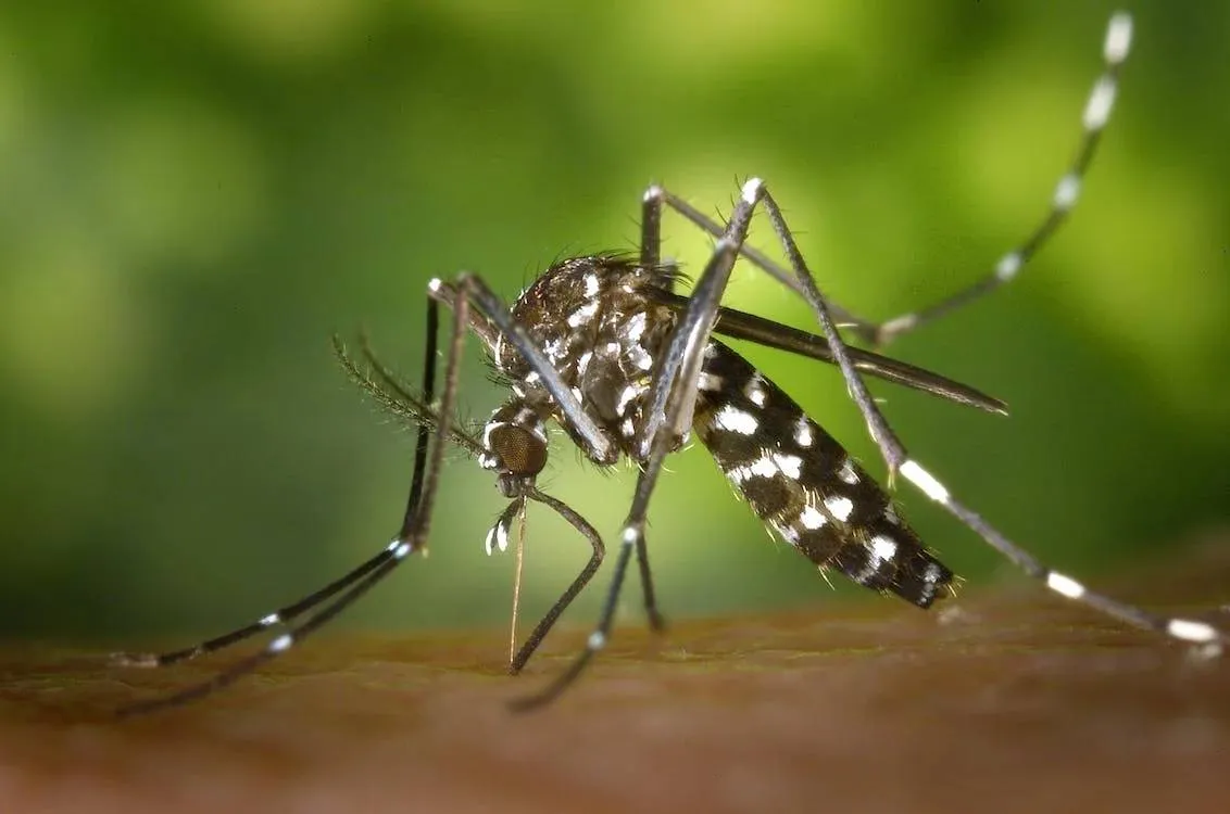 Brasil chega a 62 mortes e 408 mil casos prováveis de dengue