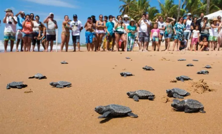 Soltura de tartarugas é suspensa pelo Projeto Tamar por causa de manchas de óleo em praias da Bahia