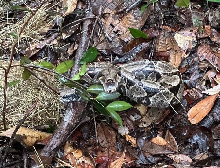 Vinte E Cinco Animais Silvestres São Soltos Em Reserva Na Bahia