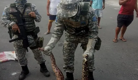 Três serpentes são resgatadas pelo GEPA em bairros diferentes de Salvador