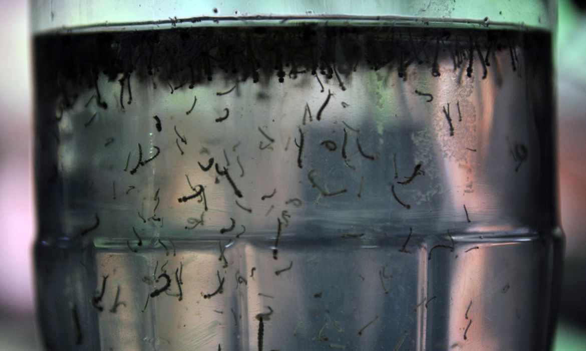 Tecnologia contra mosquito da dengue a ser adotada em Salvador potencializa o combate do inseto na fase larval. Foto: Agência Brasil