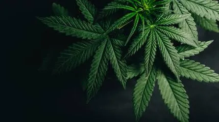 STF descriminaliza porte de maconha para uso pessoal; entenda a mudança na lei