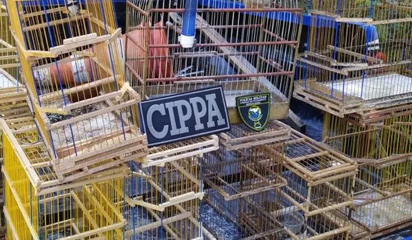 Pássaros silvestres são devolvidos à natureza após serem resgatados pela Polícia Ambiental na Bahia
