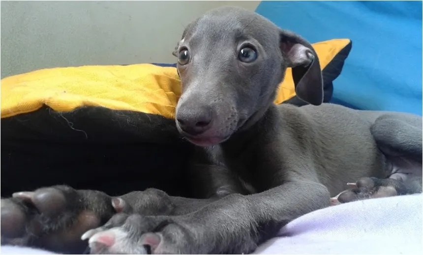 A VOLTA DE JUCA: Cachorro roubado em São Joaquim é recuperado e devolvido aos donos