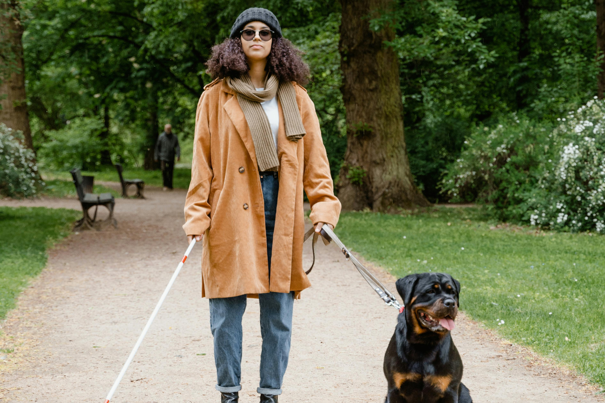 C&acirc;mara de Salvador aprova PL que d&aacute; acesso a c&atilde;es-guia em locais privados. Foto: Reprodu&ccedil;&atilde;o Pexels 