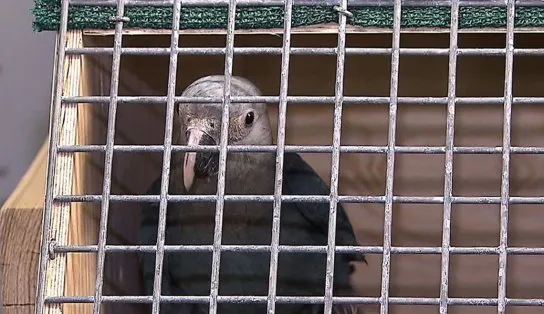 Três de 20 ararinhas-azuis soltas na Bahia foram mortas por predadores; espécie ficou extinta por duas décadas 