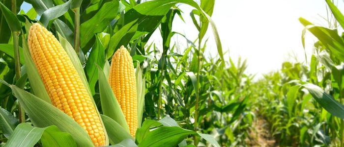 Plantacao De Milho Passo a Passo
