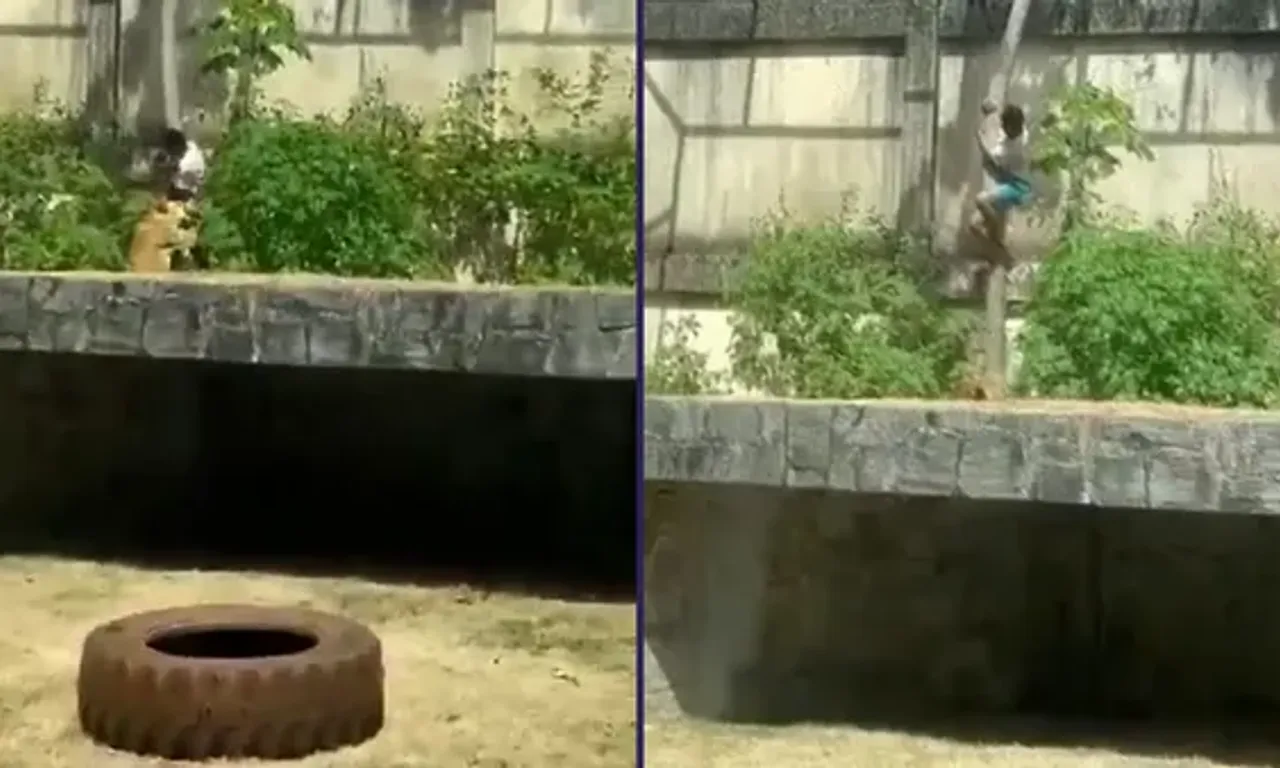 Incidentes envolvendo invasões a áreas de animais em zoológicos costumam ocorrer quando barreiras de segurança são desrespeitadas/Foto: Reprodução