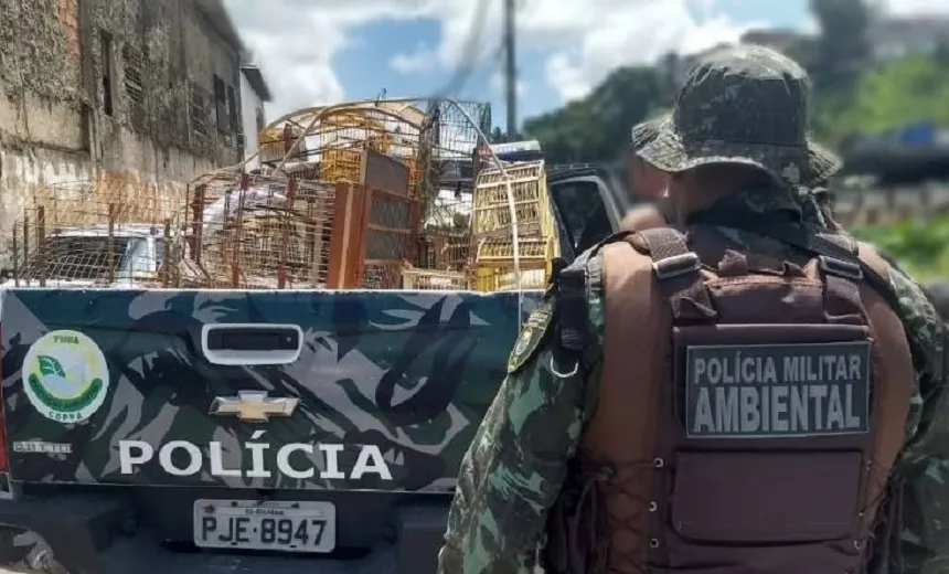 Mais de 50 pássaros silvestres são apreendidos no Mercado Municipal de Simões Filho