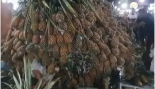 Sai debaixo! Escultura de abacaxi gigante desaba sobre público durante festa; veja vídeo