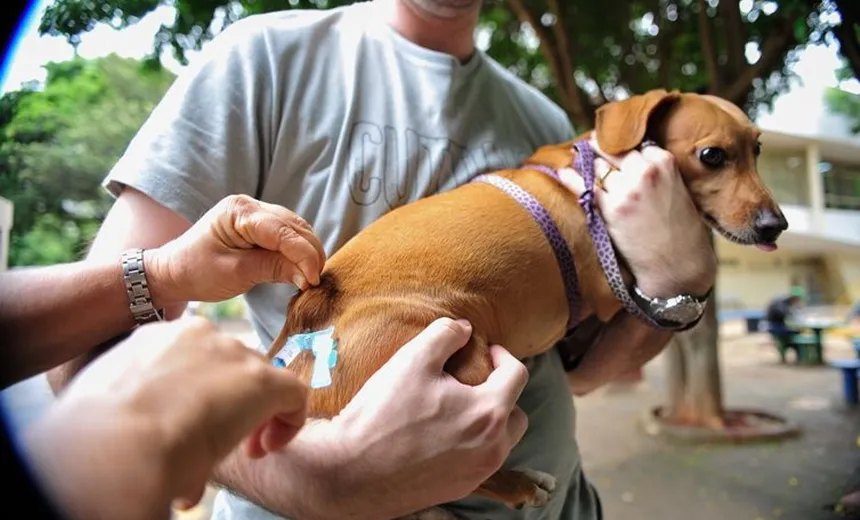 Moradores da Cidade Baixa contam com atendimentos veterinários gratuitos neste sábado